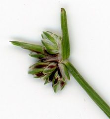 Isolepis inundata