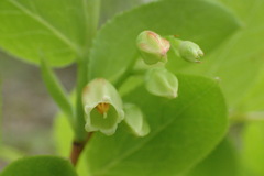 Vaccinium smallii