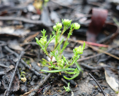 Brachyscome perpusilla