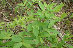 Vaccinium smallii