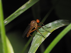 Empis