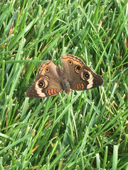 Junonia coenia