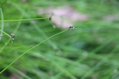 Isolepis inundata