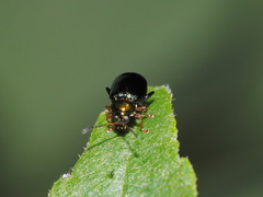 Crepidodera aurata