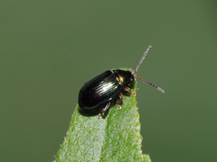 Crepidodera aurata