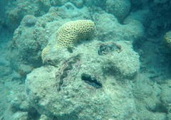 Tridacna crocea