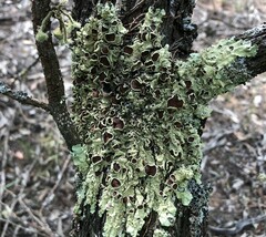 Flavoparmelia rutidota