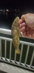 Menticirrhus americanus