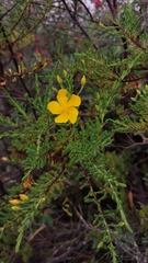 Hypericum laricifolium