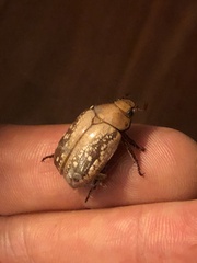 Anoplognathus concolor