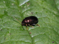 Crepidodera aurea