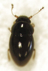 Ptenidium laevigatum