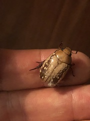 Anoplognathus concolor