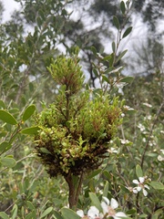 Phytoplasma