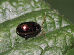 Crepidodera aurea