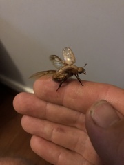 Anoplognathus concolor