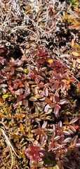 Gaultheria trichophylla