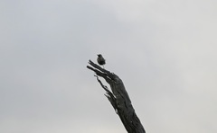 Cincloramphus cruralis