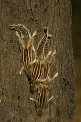 Funambulus pennantii