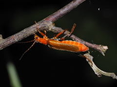 Cantharis