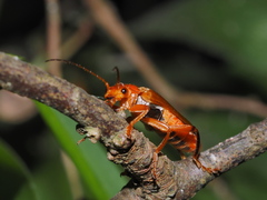 Cantharis