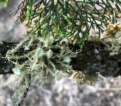 Usnea scabrida