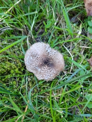 Lepiota brunneoincarnata