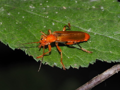 Cantharis