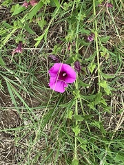 Ipomoea crassipes