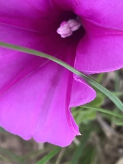 Ipomoea crassipes