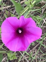 Ipomoea crassipes