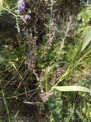Salvia dumetorum