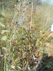 Verbascum phoeniceum