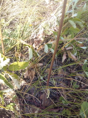Verbascum phoeniceum