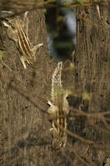 Funambulus pennantii