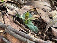 Chiloglottis cornuta