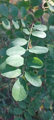 Robinia pseudoacacia