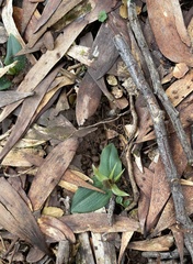 Chiloglottis cornuta