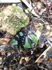 Graphium macleayanus