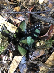 Graphium macleayanus