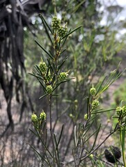Melaleuca uncinata