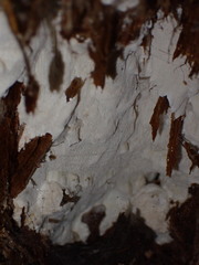 Neoantrodia serialis