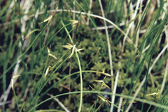 Carex pauciflora