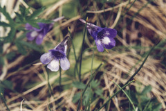 Pinguicula leptoceras