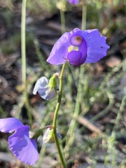 Swainsona procumbens