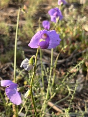 Swainsona procumbens