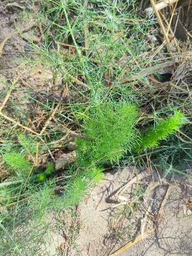 fennel