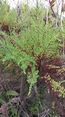 Hypericum laricifolium