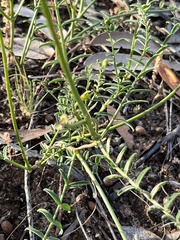 Swainsona procumbens