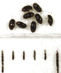 Ptenidium laevigatum